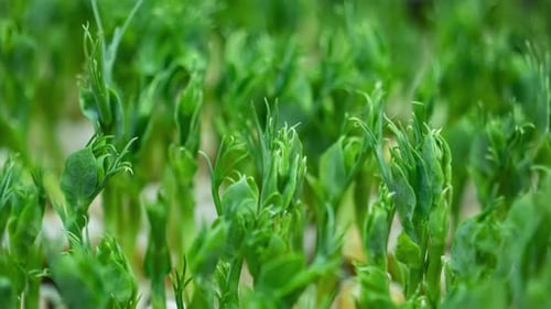 Micro greens pea plant sprouts growing time lapse. Peas micro greens close-up. Close up view of fre