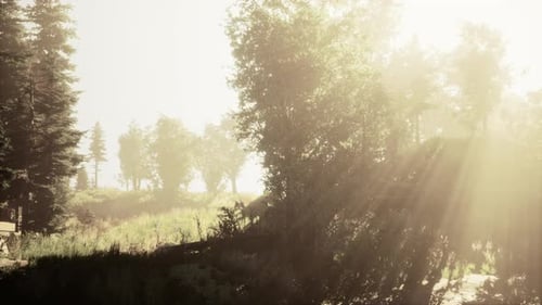 Sun Rising in a Forest with Fog