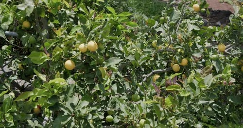 Lemon Tree with Ripe Citrus Fruit Growing