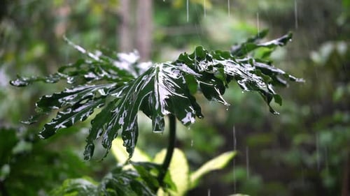Close Up of Large Tropical Leaf in Heavy Rain Shower in Jungle