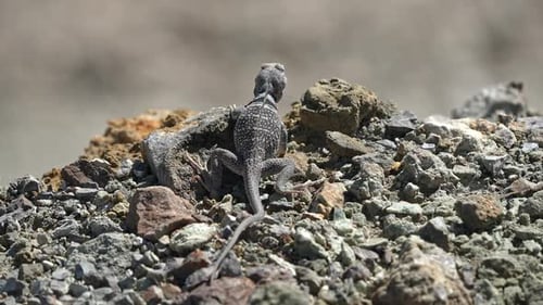Great Basin Collared Lizard slowly climbing on a rock in the sunlight