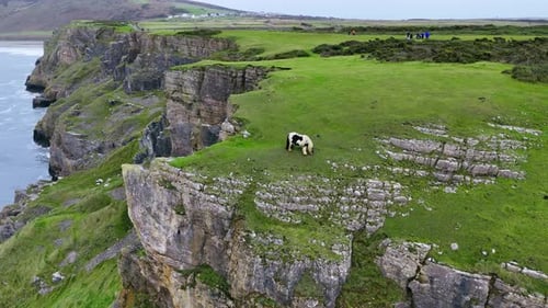 Hardy Gypsy Cobs faisant paître un poney gallois, scène de la côte rocheuse du Royaume-Uni, vue aérienne