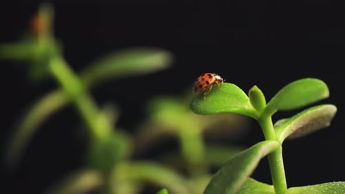Ladybug cleans the legs on top of the green plant