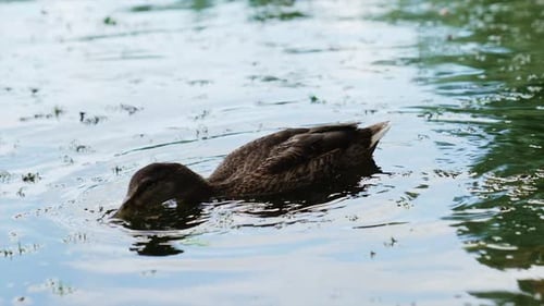 El
ánade real profundiza el pico y se lanza al agua en busca de lentejas de agua. Pato nadando en el estanque