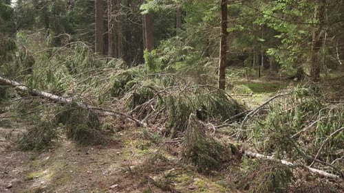 Fallen Tree in the Forest After a Storm