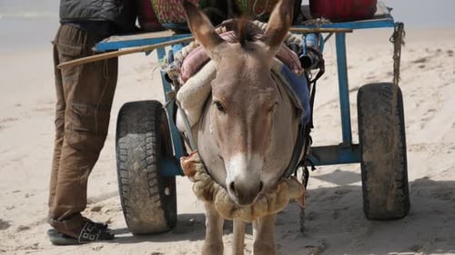 Harnessed Donkey and Cart at the Beach of Mauritania. Animal and Primitive Transport in Africa