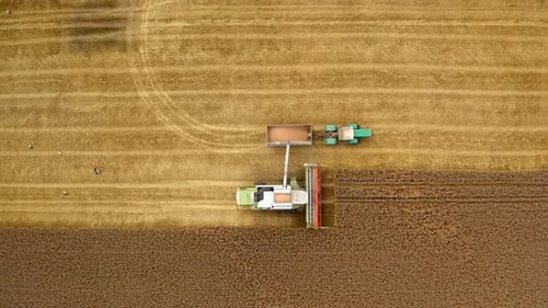Harvester machine and tractor on yellow field. Combine is pouring ripe grains into the trailer.