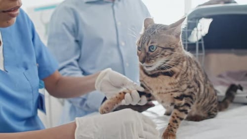 Vet Doctor Examining Domestic Cat