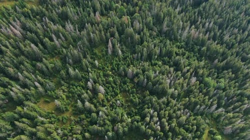 Drone Spinning Over Green Forest in Carpathian Mountains Aerial View Trees Growing on Hill Outdoors