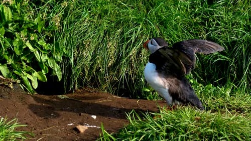 Exploring the Vibrant Wildlife of Iceland with Close Encounters of Black and White Puffins