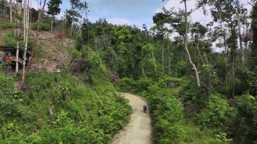 Dirt Road In The Jungle