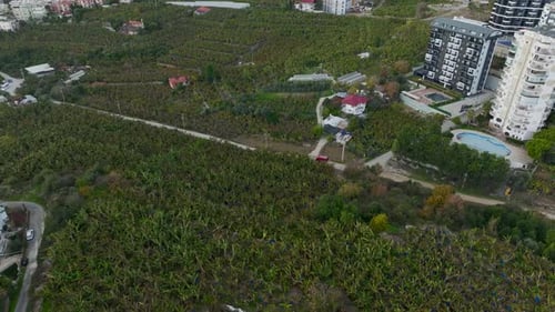 Aerial View of Banana Plantation with Moving Vehicles