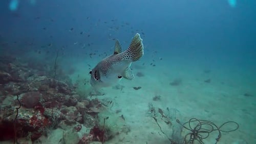 Fish, coral reef and wildlife in nature, ocean and swimming in habitat, aquatic and tropical