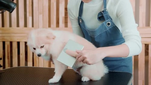 Dog Grooming with Brush in Bright Setting