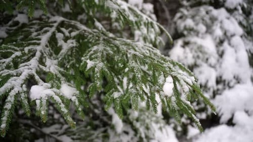Green branches of a coniferous tree in a forest covered with snow. Cold day in nature in Christmas t