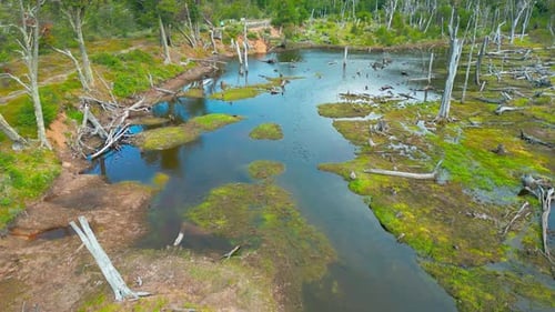 Ein von zerbrochenen Bäumen umgebener Sumpf in den Sümpfen von Louisiana, Drohnenaufnahme aus der Luft