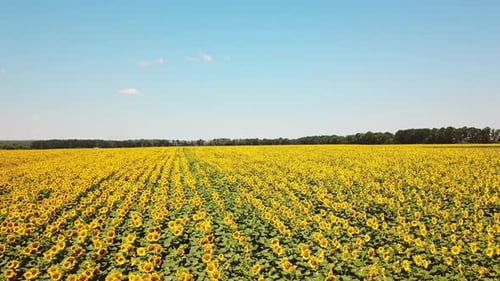 Flying above the sunflower field at a bright summer day.