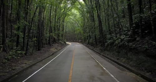 Traveling on an empty road through the green forest