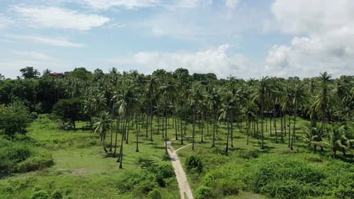 Aerial view of a green palm tree forest on a beautiful sunny day in summer, wide shot, travel concep
