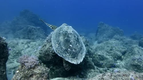 Hawksbill turtle