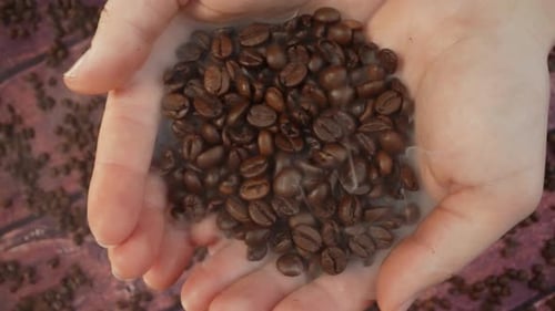 Hands Holding and Dropping Roasted Coffee Beans