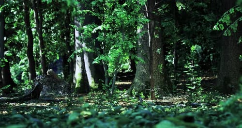 Lush Green Forest with Sunlight Filtering Through Tall Trees in Daytime