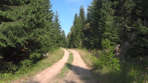 A Walk Down a Dirt Road Through a Coniferous Forest on a Sunny Day
