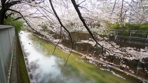 Im Frühling sind die Kirschblüten in Tokio, Japan, hauptsächlich an den Flüssen zu finden, und ihre