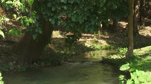 Serene Forest Stream Surrounded By Lush Green Foliage and Vibrant