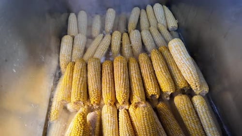 Steaming Yellow Corn Cobs in Water