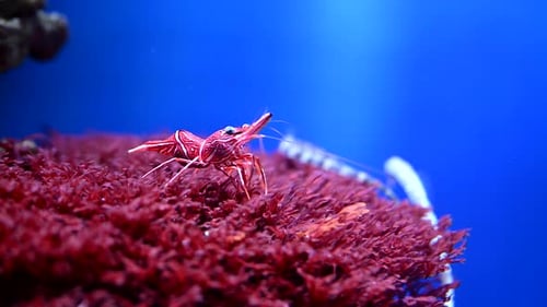 Close Up of Shrimp on Coral