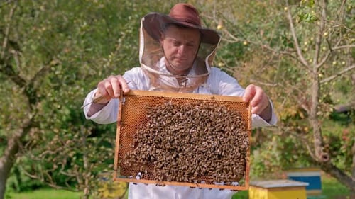 Beekeeper And Honeycombs