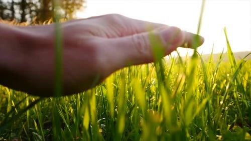 Persons Hand Touching Grass Field Outdoors in Nature at Sunset in Slow Motion