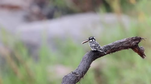 Pied kingfisher perches on tree branch with large fish in small bill