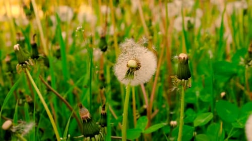 Dandelions in the Field Selective Focus