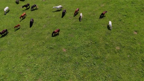 Herd of horses grazing peacefully on a lush green meadow under a clear blue sky during the warm afte