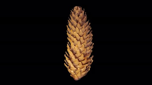 Pine Cone Opening in Time Lapse on a Black Background. Fir Tree Cone Moving Isolated on Black