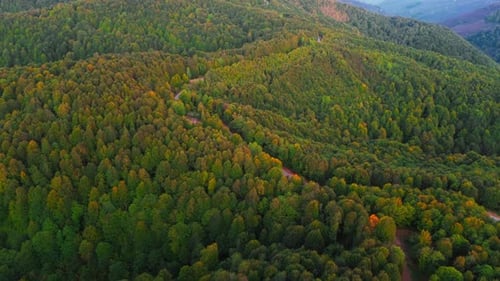 Autumn Forest