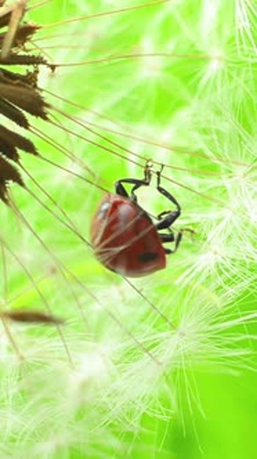 Ladybug Climbing Delicate Dandelion Filaments in Macro View