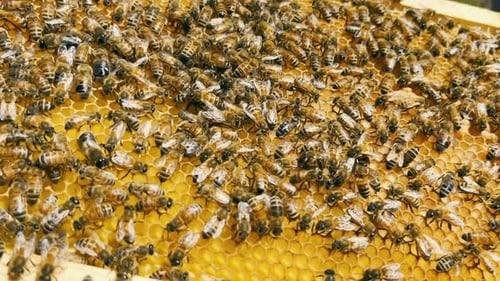 Honeycomb Frame From a Beehive with a Swarm of Bees on It