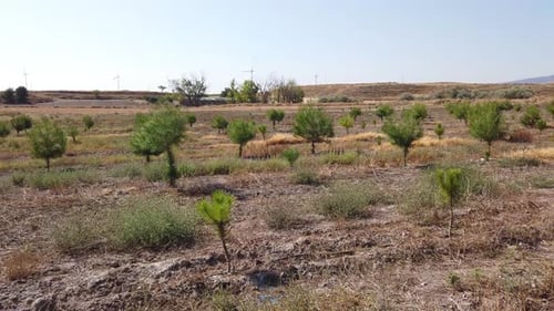Plantation of conifer trees with young trees next to a plantation of fully grown conifers
