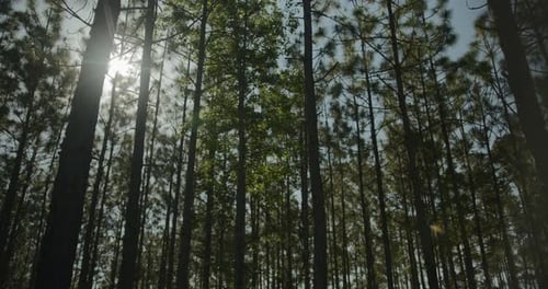 Looking up at trees in the forrest