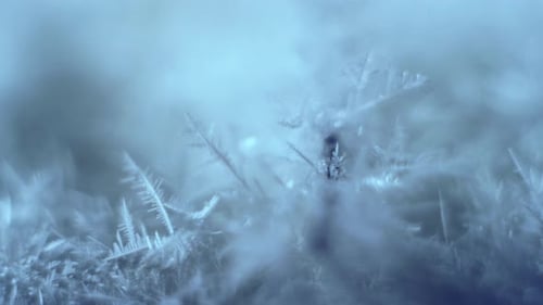 Growing snow ice crystals from oversaturated water vapor on dry ice base