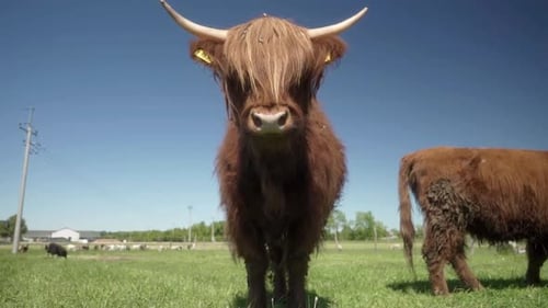 Brown Highland Cow Standing in a Field
