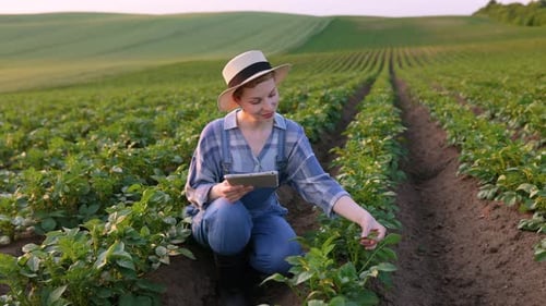 Farmer Using Tablet in Field