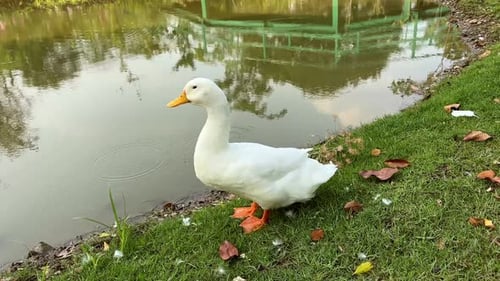 Duck Energetically Shakes Head and Wings Shedding Water After Swim