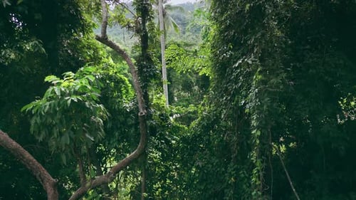 Jungle Green Rainforest Tropical Nature Tree Branches Foliage and Green Vegetation Plants Forest and