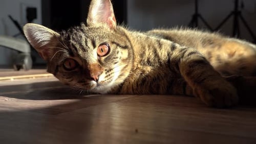 Tabby Cat Lounging in Warm Sunlight Indoors
