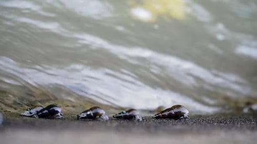 Slow motion video of the river wall with river snails clinging and moving on it - Subulina octona, S