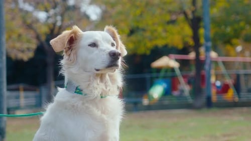 Cute Dog Sitting on Green Lawn in the Park